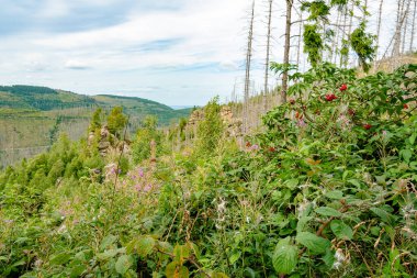 Renkli yabani bitkiler, kırmızı böğürtlenler ve ölü ladin ağaçları arasında filizlenen genç yeşil filizler. Doğa, Harz alçak sıradağlarının kendisini nasıl yenilediğini ve ziyaretçileri nasıl cezbettiğini etkileyici bir şekilde gösteriyor..