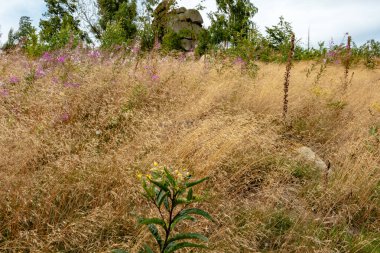 Hexenkche kaya oluşumu, arka planda altın çimenlerin ve çiçek açan Willonerb 'in önünde yükselir. Harz Dağları 'ndan bir yaz sahnesi. Renkli ve vahşi doğa dolu..