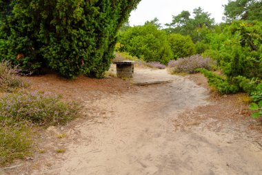 Wahrenholz yakınlarındaki Heiligen Hain 'de çiçek açan Heathland' de geniş bir manzara. Önlerinde yabani otlar ve yaz çiçekleri, arkalarında dramatik bulutlu bir gökyüzünün altında mor bir fundalık denizi..
