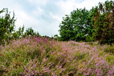 Wahrenholz yakınlarındaki Heiligen Hain 'de çiçek açan Heathland' de geniş bir manzara. Önlerinde yabani otlar ve yaz çiçekleri, arkalarında dramatik bulutlu bir gökyüzünün altında mor bir fundalık denizi..