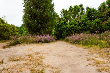Wahrenholz yakınlarındaki Heiligen Hain 'de çiçek açan Heathland' de geniş bir manzara. Önlerinde yabani otlar ve yaz çiçekleri, arkalarında dramatik bulutlu bir gökyüzünün altında mor bir fundalık denizi..