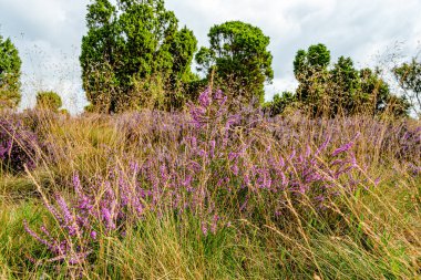 Wahrenholz yakınlarındaki Heiligen Hain 'de çiçek açan Heathland' de geniş bir manzara. Önlerinde yabani otlar ve yaz çiçekleri, arkalarında dramatik bulutlu bir gökyüzünün altında mor bir fundalık denizi..