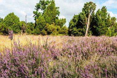 Wahrenholz yakınlarındaki Heiligen Hain 'de çiçek açan Heathland' de geniş bir manzara. Önlerinde yabani otlar ve yaz çiçekleri, arkalarında dramatik bulutlu bir gökyüzünün altında mor bir fundalık denizi..