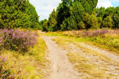 Wahrenholz yakınlarındaki Heiligen Hain 'de çiçek açan Heathland' de geniş bir manzara. Önlerinde yabani otlar ve yaz çiçekleri, arkalarında dramatik bulutlu bir gökyüzünün altında mor bir fundalık denizi..