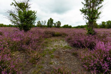 Wahrenholz yakınlarındaki Heiligen Hain 'de çiçek açan Heathland' de geniş bir manzara. Önlerinde yabani otlar ve yaz çiçekleri, arkalarında dramatik bulutlu bir gökyüzünün altında mor bir fundalık denizi..