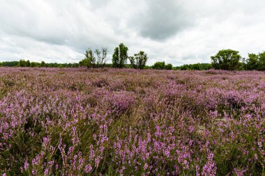 Wahrenholz yakınlarındaki Heiligen Hain 'de çiçek açan Heathland' de geniş bir manzara. Önlerinde yabani otlar ve yaz çiçekleri, arkalarında dramatik bulutlu bir gökyüzünün altında mor bir fundalık denizi..