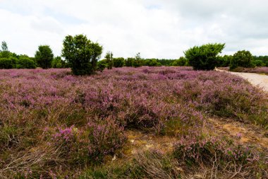 Mor çiçekli fundalardan oluşan geniş bir halı araziye yayılıyor. Kutsal koruluğun uçsuz bucaksız uçsuz bucaksız boşluğuna doğru ardıç çalılarının arasından geçen kumlu bir yol var..
