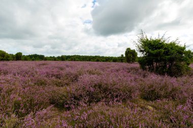 Mor çiçekli fundalardan oluşan geniş bir halı araziye yayılıyor. Kutsal koruluğun uçsuz bucaksız uçsuz bucaksız boşluğuna doğru ardıç çalılarının arasından geçen kumlu bir yol var..