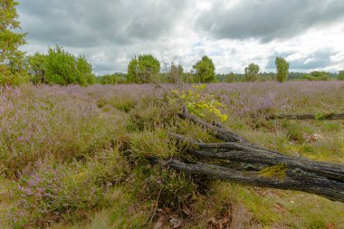 Mor çiçekli fundalardan oluşan geniş bir halı araziye yayılıyor. Kutsal koruluğun uçsuz bucaksız uçsuz bucaksız boşluğuna doğru ardıç çalılarının arasından geçen kumlu bir yol var..