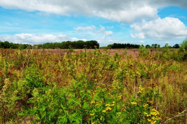 Mor çiçekli fundalardan oluşan geniş bir halı araziye yayılıyor. Kutsal koruluğun uçsuz bucaksız uçsuz bucaksız boşluğuna doğru ardıç çalılarının arasından geçen kumlu bir yol var..