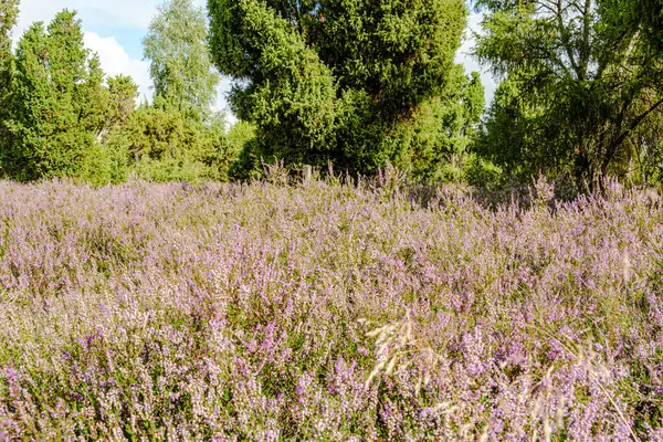 Wahrenholz yakınlarındaki Heiligen Hain 'de çiçek açan Heathland' de geniş bir manzara. Önlerinde yabani otlar ve yaz çiçekleri, arkalarında dramatik bulutlu bir gökyüzünün altında mor bir fundalık denizi..