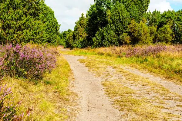 Wahrenholz yakınlarındaki Heiligen Hain 'de çiçek açan Heathland' de geniş bir manzara. Önlerinde yabani otlar ve yaz çiçekleri, arkalarında dramatik bulutlu bir gökyüzünün altında mor bir fundalık denizi..