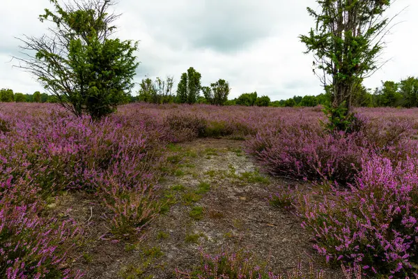 Wahrenholz yakınlarındaki Heiligen Hain 'de çiçek açan Heathland' de geniş bir manzara. Önlerinde yabani otlar ve yaz çiçekleri, arkalarında dramatik bulutlu bir gökyüzünün altında mor bir fundalık denizi..