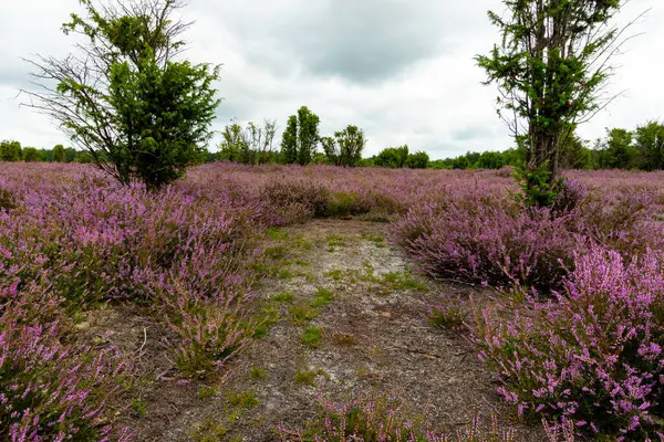 Wahrenholz yakınlarındaki Heiligen Hain 'de çiçek açan Heathland' de geniş bir manzara. Önlerinde yabani otlar ve yaz çiçekleri, arkalarında dramatik bulutlu bir gökyüzünün altında mor bir fundalık denizi..