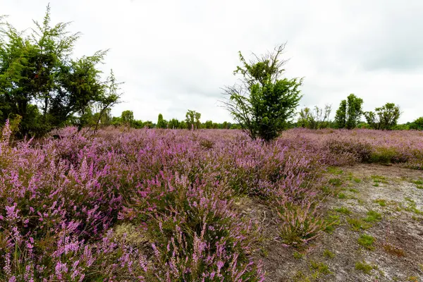 Wahrenholz yakınlarındaki Heiligen Hain 'de çiçek açan Heathland' de geniş bir manzara. Önlerinde yabani otlar ve yaz çiçekleri, arkalarında dramatik bulutlu bir gökyüzünün altında mor bir fundalık denizi..