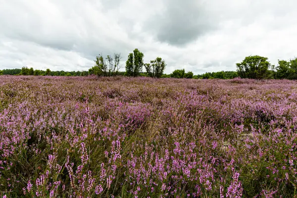Wahrenholz yakınlarındaki Heiligen Hain 'de çiçek açan Heathland' de geniş bir manzara. Önlerinde yabani otlar ve yaz çiçekleri, arkalarında dramatik bulutlu bir gökyüzünün altında mor bir fundalık denizi..