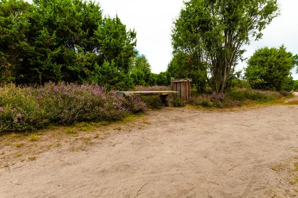 Wahrenholz yakınlarındaki Heiligen Hain 'de çiçek açan Heathland' de geniş bir manzara. Önlerinde yabani otlar ve yaz çiçekleri, arkalarında dramatik bulutlu bir gökyüzünün altında mor bir fundalık denizi..