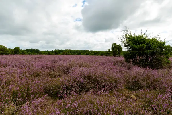 Mor çiçekli fundalardan oluşan geniş bir halı araziye yayılıyor. Kutsal koruluğun uçsuz bucaksız uçsuz bucaksız boşluğuna doğru ardıç çalılarının arasından geçen kumlu bir yol var..
