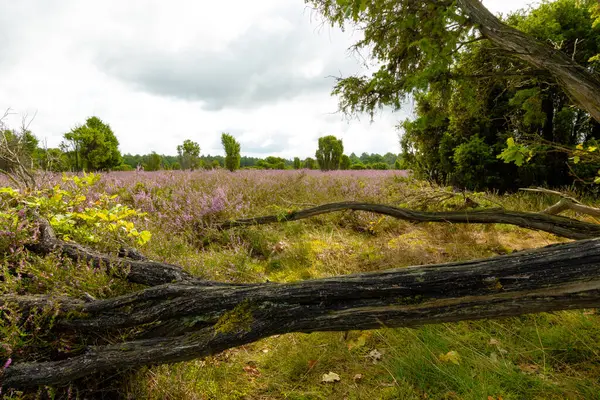 Mor çiçekli fundalardan oluşan geniş bir halı araziye yayılıyor. Kutsal koruluğun uçsuz bucaksız uçsuz bucaksız boşluğuna doğru ardıç çalılarının arasından geçen kumlu bir yol var..