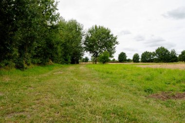 Bulutlu bir yaz gökyüzünün altında çayır ve ağaçlar arasında uzanan çimenli bir yolu olan kırsal bir arazi. Doğal manzara huzurlu bir kırsal cazibe ve açık bir alan sunar..