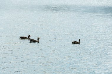 Çubuk kafalı bir kaz, sakin bir gölde iki gri lag kazının arasında yüzerek doğadaki su kuşlarının çeşitliliğini vurgular..