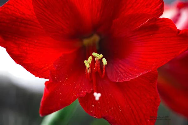 Röd Blomma Med Namnet Amaryllis Hög Kvalitet Foto Från Röd — Stockfoto