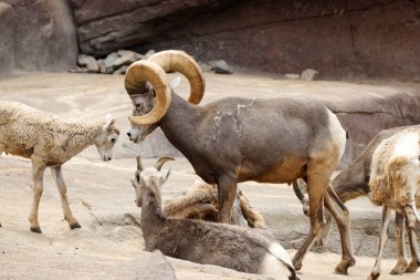 Hollanda 'da bir hayvanat bahçesinde Bighorn. Güzel bir boynuzlu attan yüksek kaliteli bir fotoğraf..