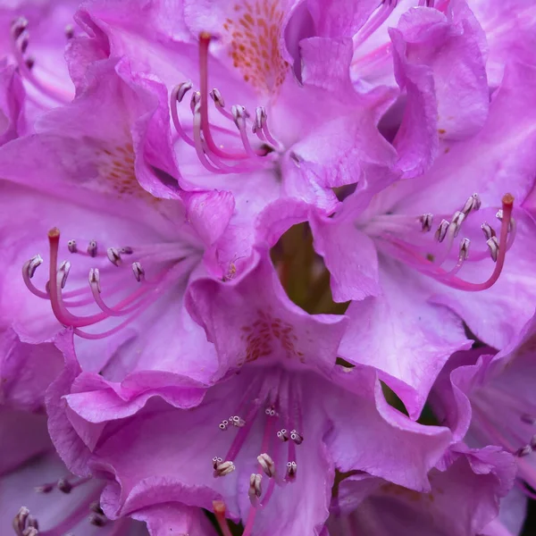 Прекрасна Квітка Одному Місці Німеччині Висока Якість Фото Відомої Квітки — стокове фото