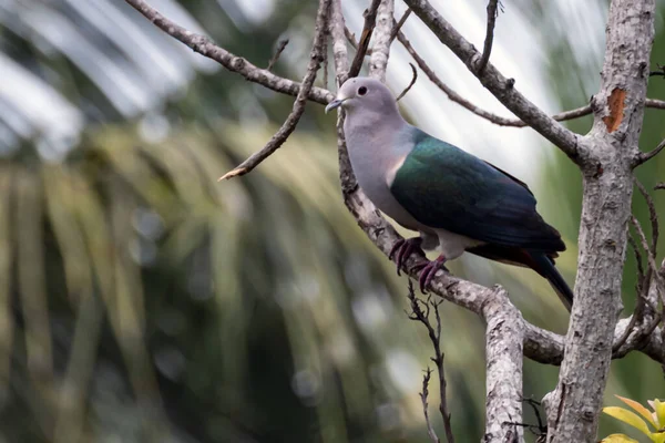 Зеленый Имперский Голубь Острове Шри Ланка Высококачественная Фотография Милой Птицы — стоковое фото
