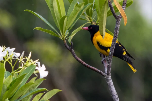Sri Lanka 'da siyah başlıklı bir Oriole. Güzel bir kuştan yüksek kaliteli fotoğraf..
