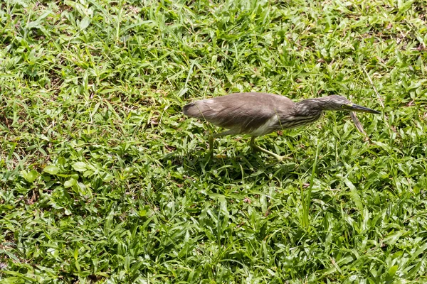 Gras üzerinde bir Sarı Bittern çalışıyor. Çalışan bir Sarı Bittern 'den yüksek kaliteli fotoğraf.
