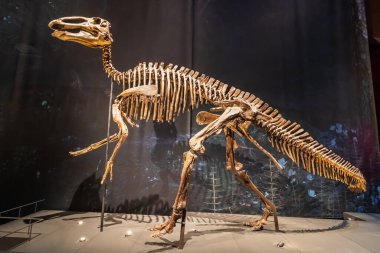 Müzedeki bir dinozordan tam bir iskelet. Yüksek kalite fotoğraf