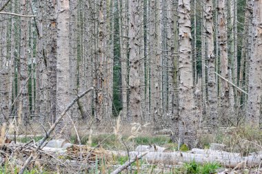 Hollanda 'da bir ormandaki ölü ağaçlar. Hollanda 'nın ortasındaki ölü bir ormandan yüksek kaliteli bir fotoğraf.