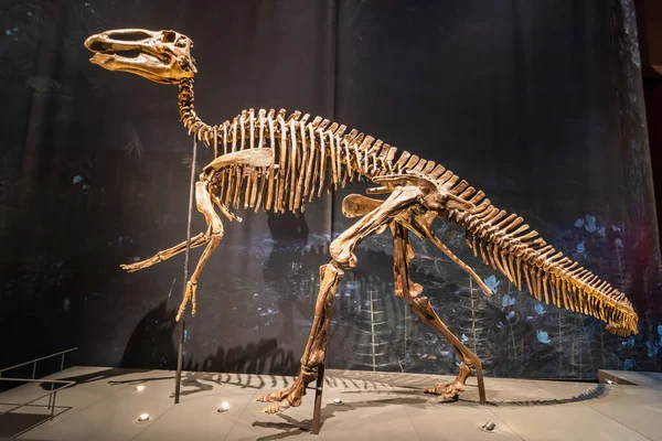 Müzedeki bir dinozordan tam bir iskelet. Yüksek kalite fotoğraf