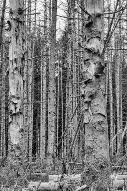 Hollanda 'nın ortasında ölü bir orman var. Ölü ağaçlardan yüksek kaliteli fotoğraf.