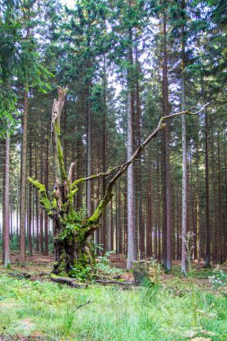 Belçika, Ardennes 'de ölü bir ağaç. Ölü bir ağaçtan yüksek kaliteli fotoğraf.
