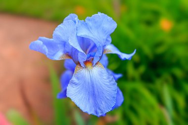 Bir tarlada mavi bir çiçek. İngiltere 'deki bir çiçekten yüksek kaliteli fotoğraf..