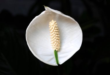 Hollanda 'da güzel beyaz bir çiçek. Beyaz bir çiçekten yüksek kaliteli fotoğraf.