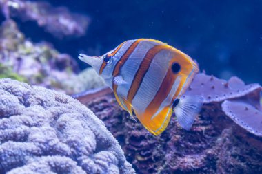 Hollanda 'da bir hayvanat bahçesinde güzel bir balık. Bir balıktan yüksek kaliteli fotoğraf.