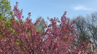 Çiçek açan ağaçların yumuşak pembe yaprakları açık mavi bir gökyüzünün altında rüzgarda dalgalanıyor. Halka açık bir parkta çekilen sakin bir doğa sahnesi. Romantik görseller, meditasyon içeriği, bahar promosyonları için