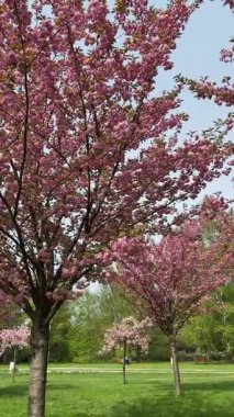 Bahar çiçekleri açar, pembe yaprakları rüzgarda dans eder. Yüksek kalitede çekilmiş gevrek ve sakinleştirici bir doğa sahnesi. Arka plan döngüleri, düğün videoları, çiçek temalı markalar için