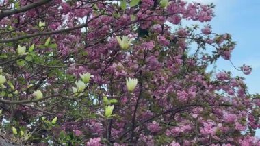 Pembe çiçekli kiraz ağacı dalları meltemle hafifçe hareket ediyor, berrak ve parlak bir mavi gökyüzüne karşı. Sosyal medya içeriği, gevşeme düzenlemeleri, mevsimsel pazarlama