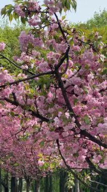 Ağaçların dallarındaki narin pembe çiçeklerin rüya gibi yakın çekimi güneş ışığında hafifçe sallanıyor. Sakin bir açık hava ortamı. Sağlık videoları, mevsimlik reklamlar, seyahat videoları için