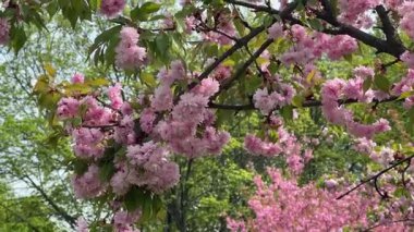 Pembe çiçekli dallar rüzgarda yavaşça hareket eder, sıcak güneş ışığıyla yıkanır. Yüksek çözünürlüklü huzurlu bir bahar klipsi. Çevre kampanyaları, ruh halini iyileştiren içerik