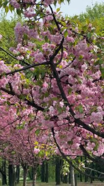 Pembe yapraklar rüzgarda yavaşça sallanıyor, güneş ışığında parlıyor. Bahar temaları için mükemmel, hassas ve detaylı bir doğa çekimi. Güzellik reklamları, markalaşma, hikaye anlatma görselleri için.