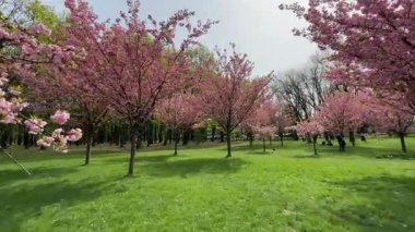 Çiçek açan pembe ağaçlarla kaplı sakin bir parkta yavaş bir yürüyüş. Yumuşak hareket, yumuşak taç yaprakları, huzurlu atmosfer, rüya gibi bahar havası. Romantik düzenlemeler, seyahat videoları, farkındalık içeriği