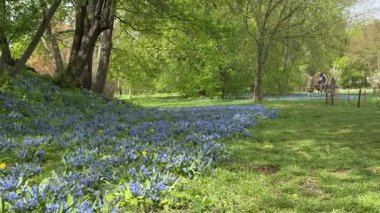 Çiçek açan çan çiçeklerinin geniş açılı görüntüsü ve scilla 'nın güneş lekeli orman zeminini kaplaması, yatay format. Meditasyon videolarında, doğa bloglarında, çevresel kampanya görsellerinde kullanmak için.