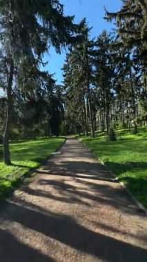 Dikey video kozalaklı ağaçların arasında yürüyor. Dar bir patikada, ayaklarının altında çimenler var. Açık hava uygulamaları, sakin makaralar, çevre dostu ürünler, mobil makaralar, yürüyüş içeriği, doğa temalı gevşeme klipleri için