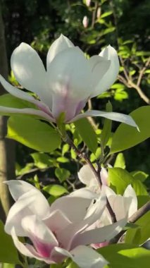 Çerçevesinde yeşil yapraklar ve ince dallar olan manolya çiçeği yaprakları. Yumuşak dokular, taze bahar tonları, çiçeğin doğal zerafeti. Çiçek stokları, botanik videoları, doğa yakın çekim projeleri için.