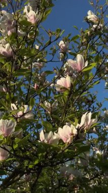 Çiçek açan manolya ağaçlarının bahar rüzgarında hafifçe sallanışının dikey görüntüleri. Zarif pembe-beyaz çiçekler, açık mavi gökyüzü. Mobil hikayeler, sosyal medya makaraları, dikey dijital işaretler için